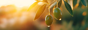 Aceite de oliva ozonizado Ozalia: una gran alternativa natural para cuidar tu piel