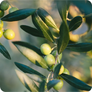 Rama de olivas