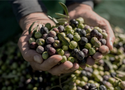 Recolección del fruto del olivo